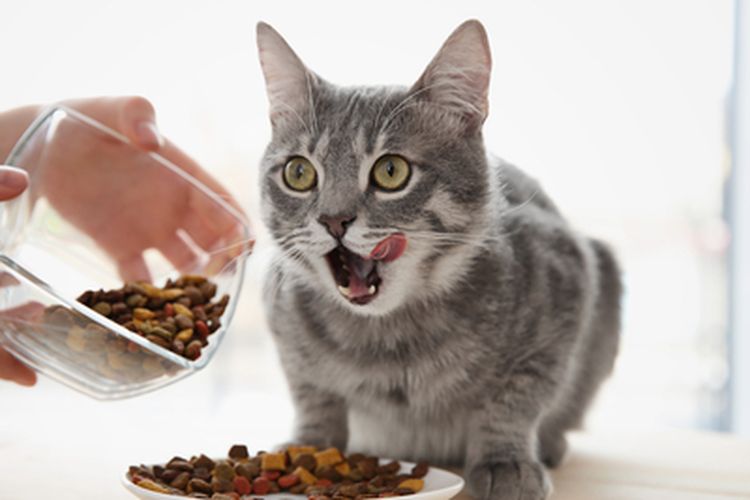 Jenis Makanan Kucing Kecil Persia yang Menyehatkan