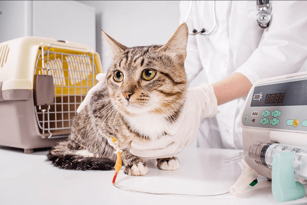 Steril Kucing​, Apa Manfaat yang Akan Didapatkan?